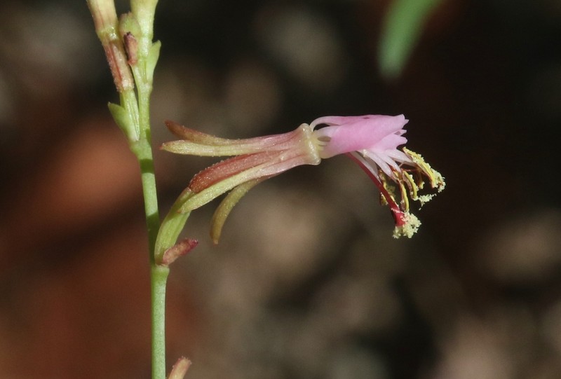 Oenothera podocarpa photo 7