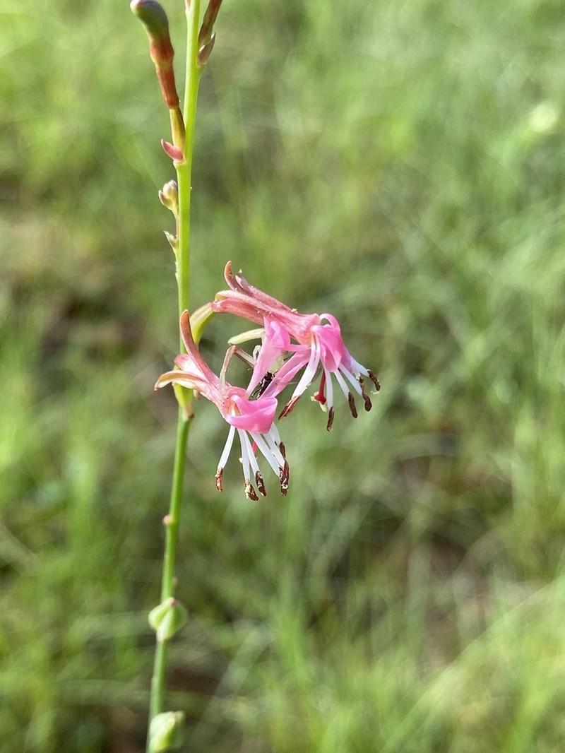 Oenothera podocarpa photo 8