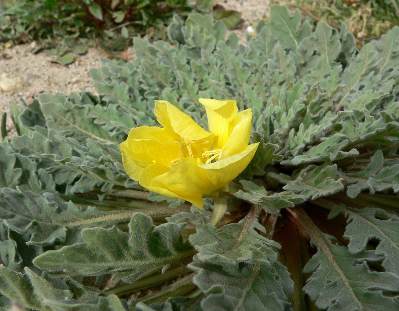 Desert Evening Primrose
