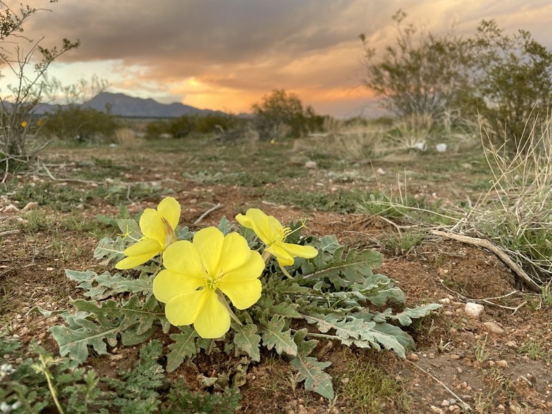 Desert Evening Primrose photo 2