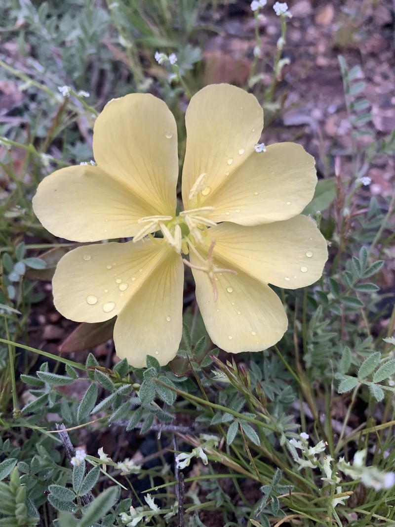 Desert Evening Primrose photo 3