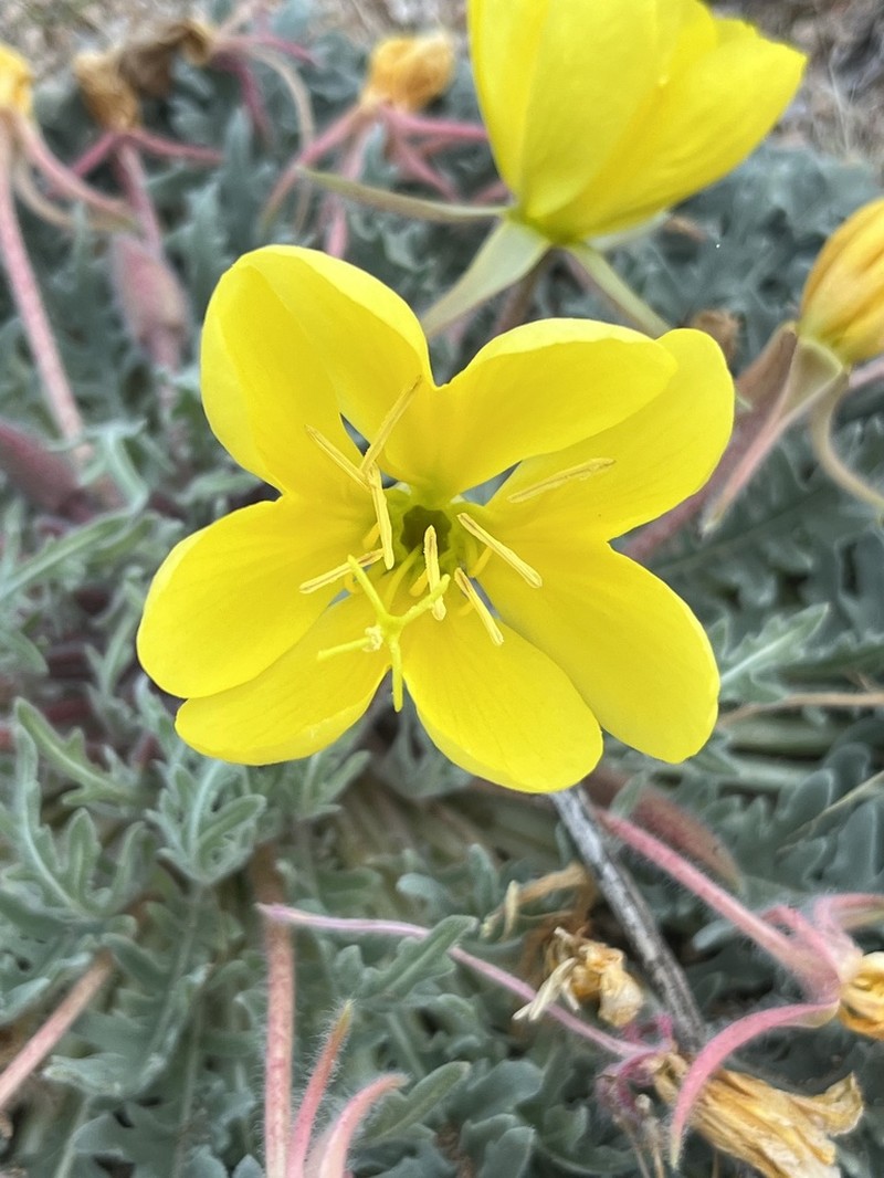 Desert Evening Primrose photo 4