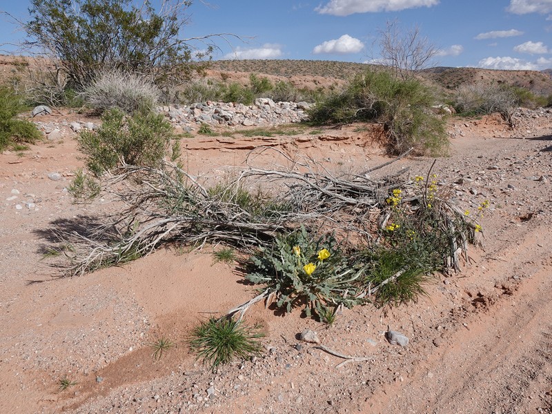 Desert Evening Primrose photo 5