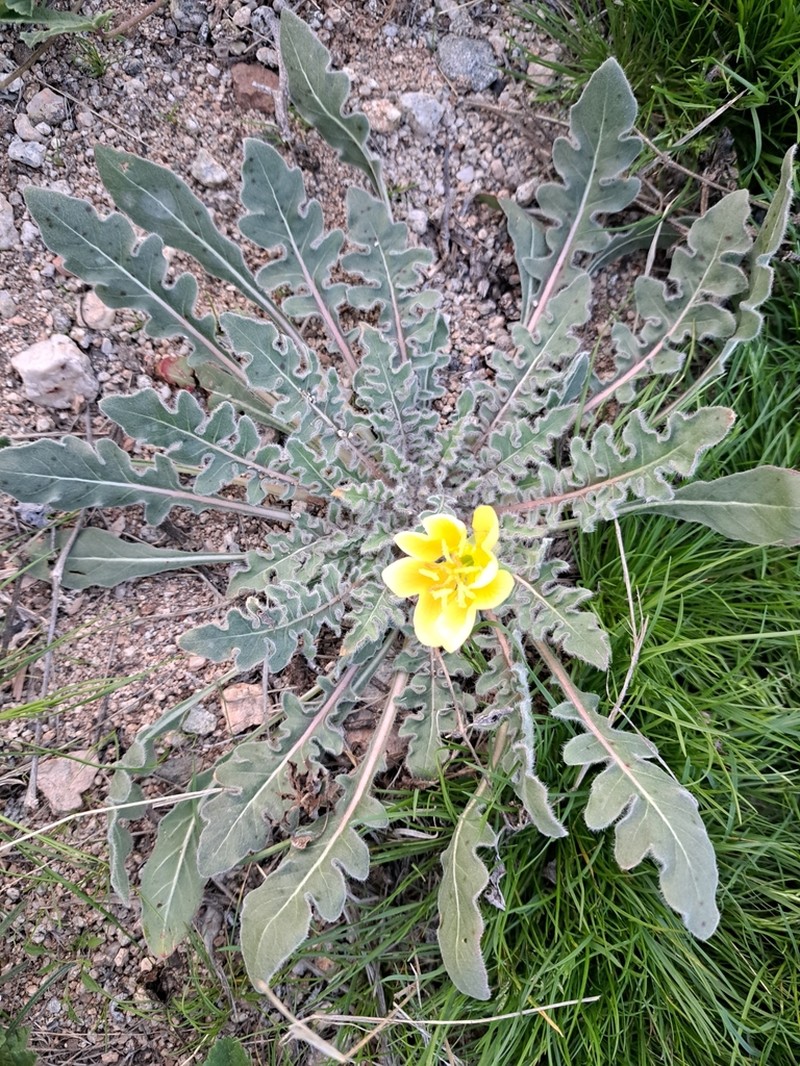 Desert Evening Primrose photo 6