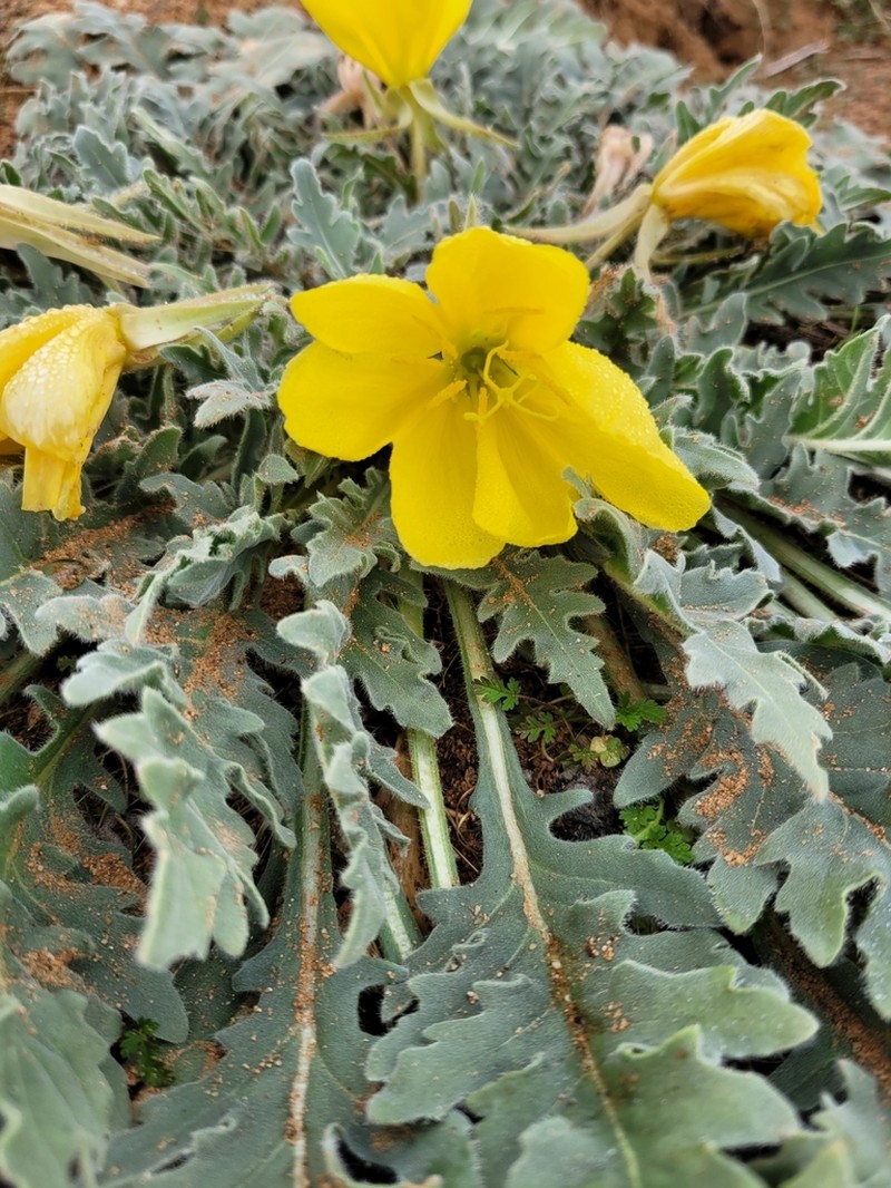 Desert Evening Primrose photo 7