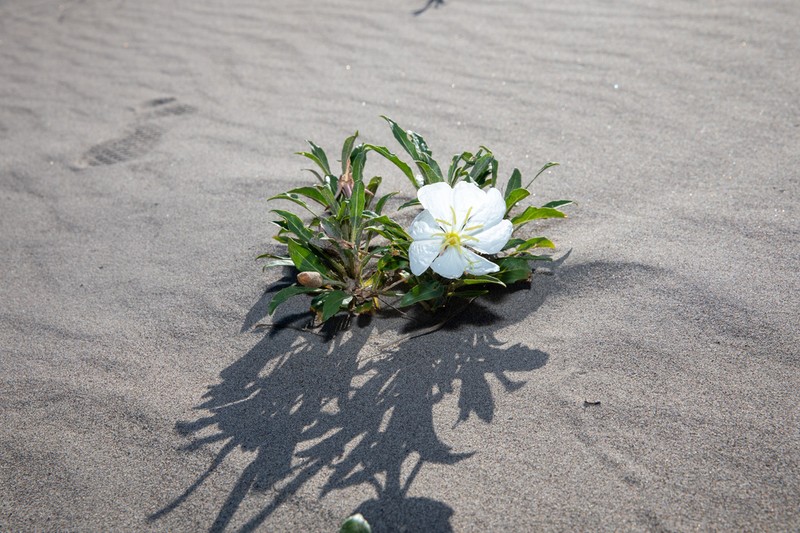 St. Anthony Dunes Evening Primrose