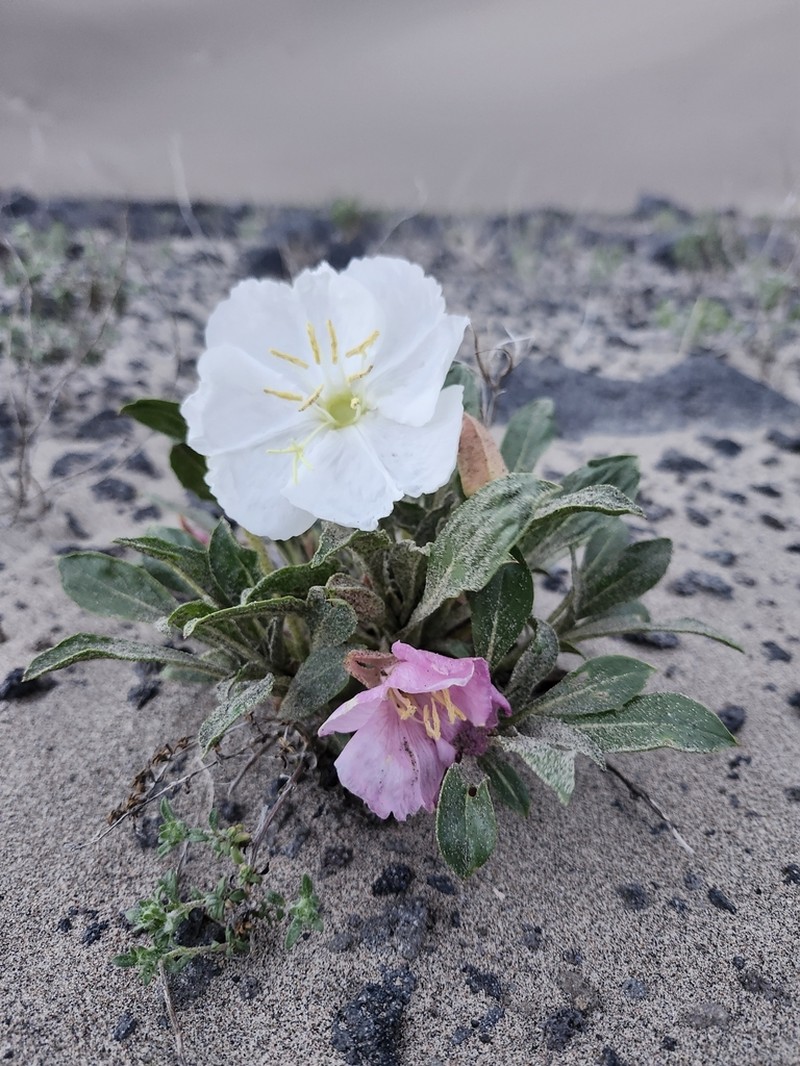 St. Anthony Dunes Evening Primrose photo 2