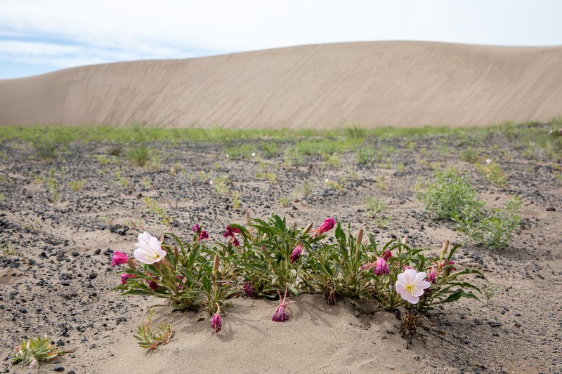 St. Anthony Dunes Evening Primrose photo 3