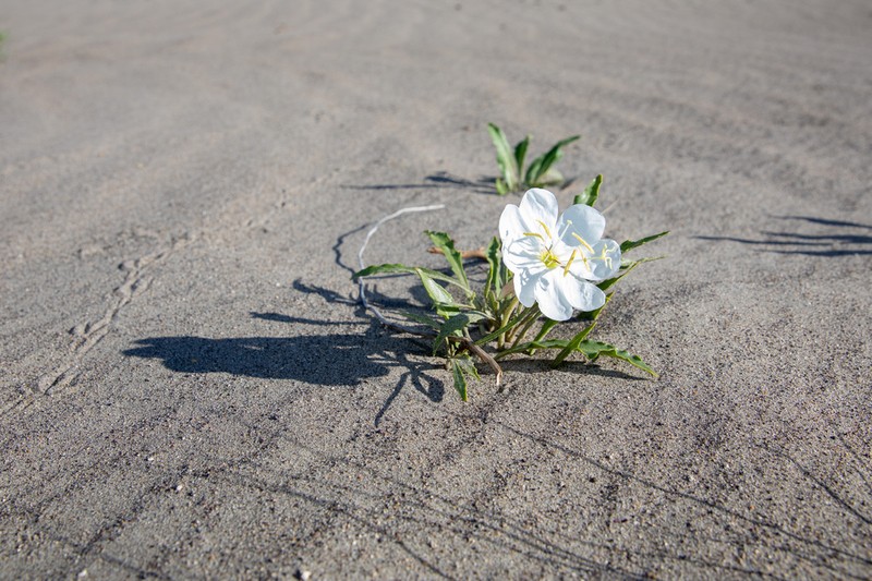 St. Anthony Dunes Evening Primrose photo 4