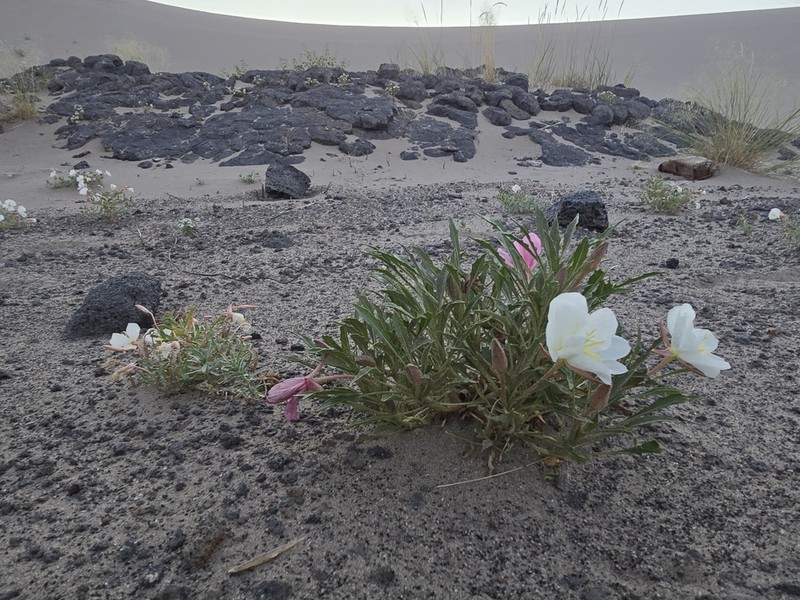 St. Anthony Dunes Evening Primrose photo 5