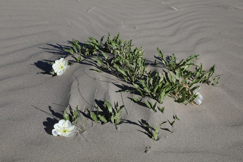 St. Anthony Dunes Evening Primrose photo 6