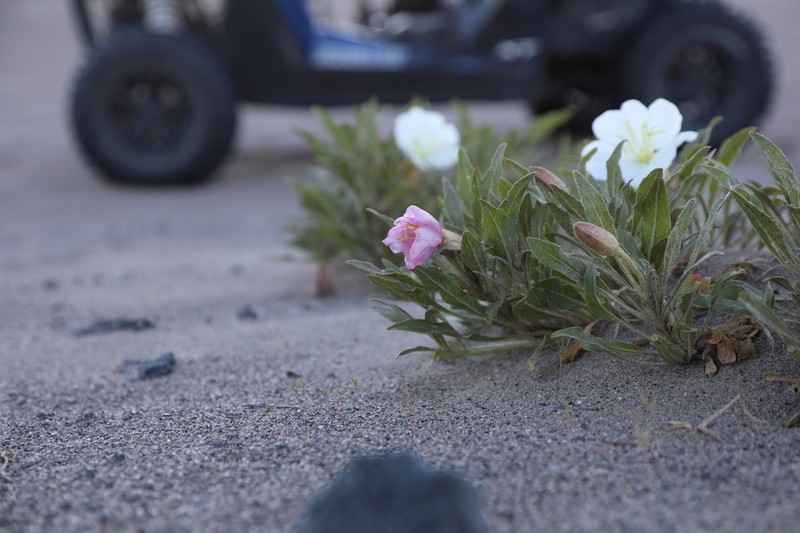 St. Anthony Dunes Evening Primrose photo 7
