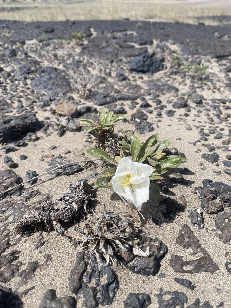 St. Anthony Dunes Evening Primrose photo 8