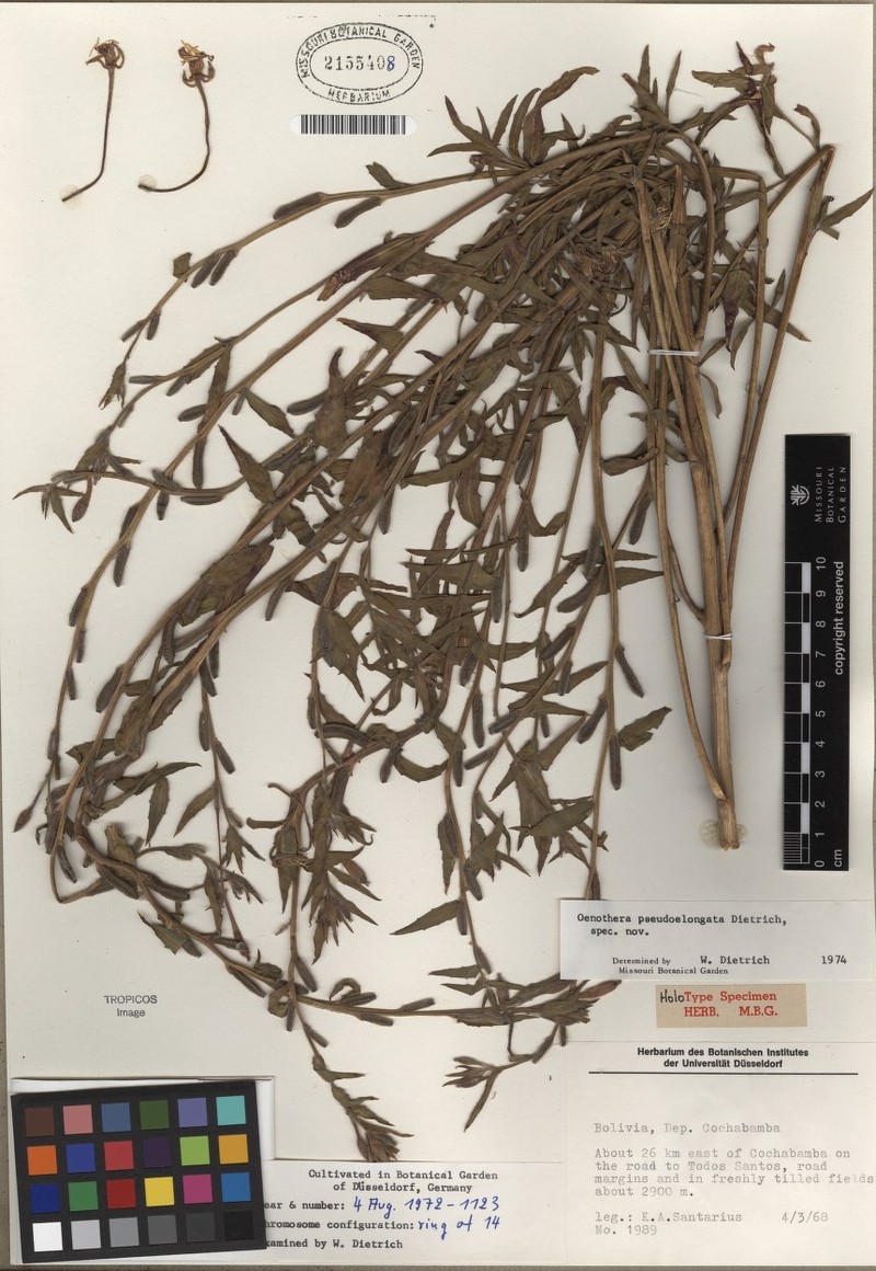 Oenothera pseudoelongata