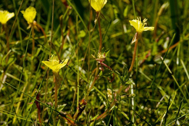 South American Evening Primrose