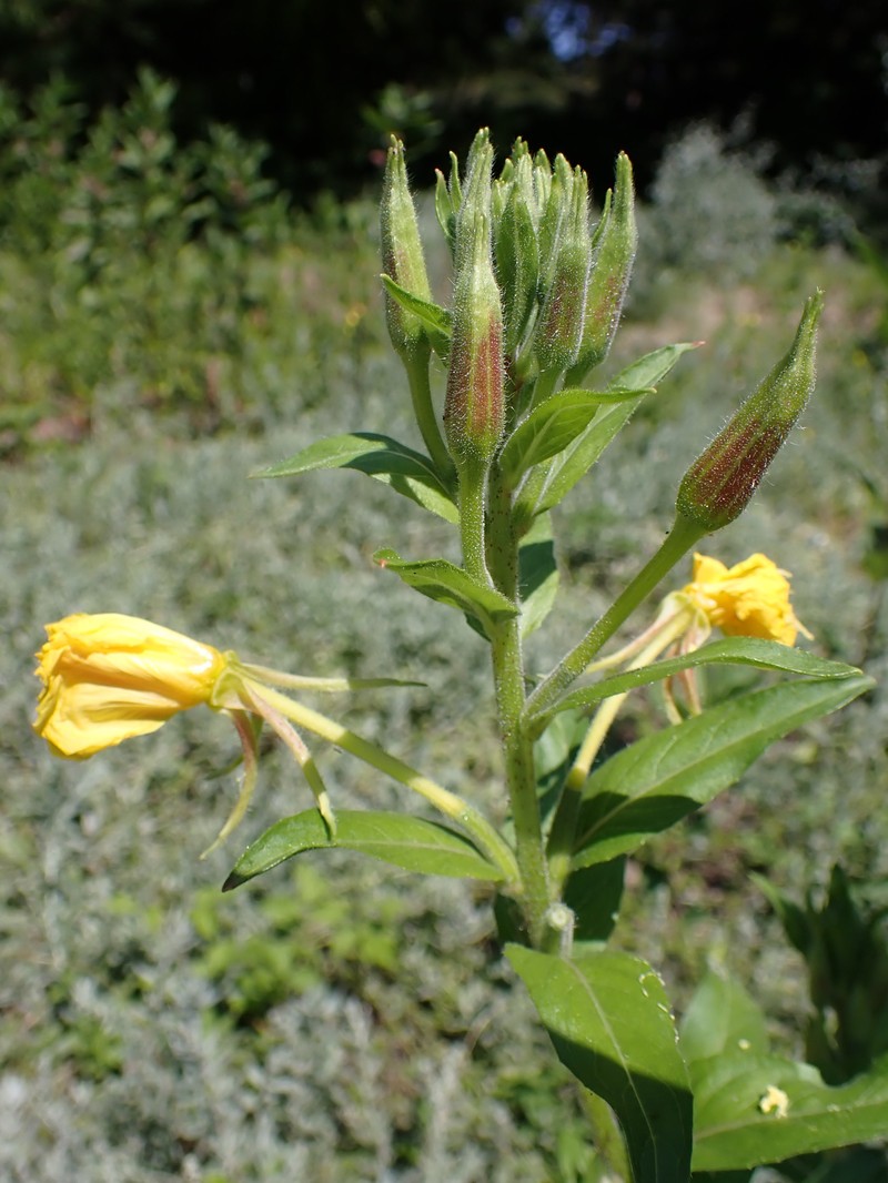 South American Evening Primrose photo 2