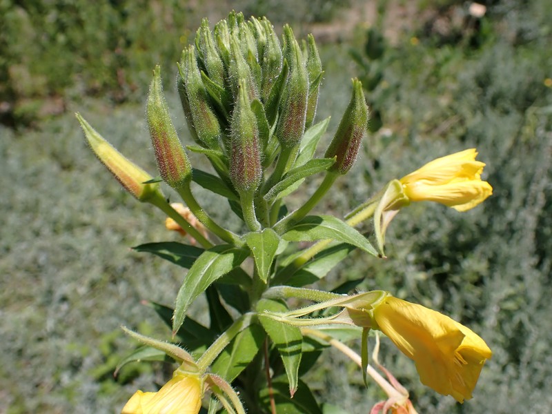 South American Evening Primrose photo 3