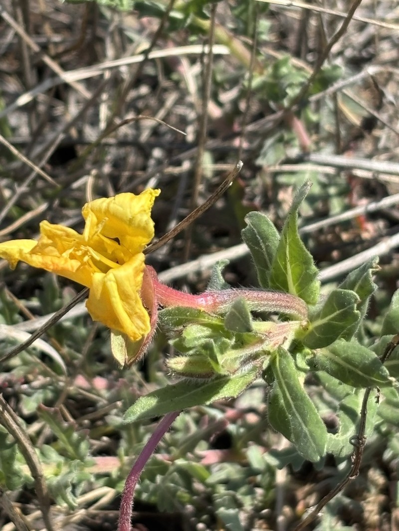 South American Evening Primrose photo 3