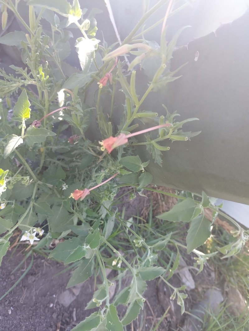 South American Evening Primrose photo 4
