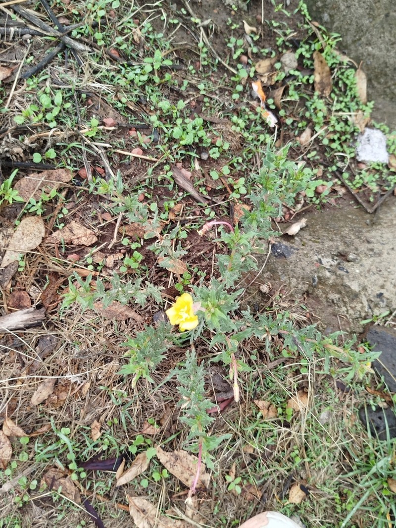 South American Evening Primrose photo 5