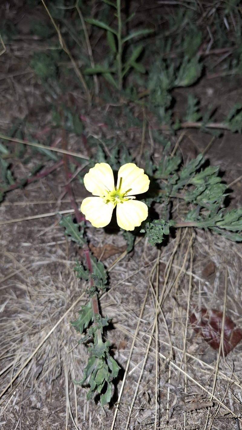 South American Evening Primrose photo 6