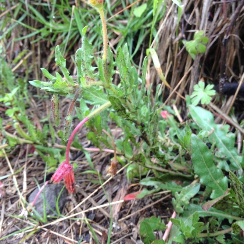 South American Evening Primrose photo 7