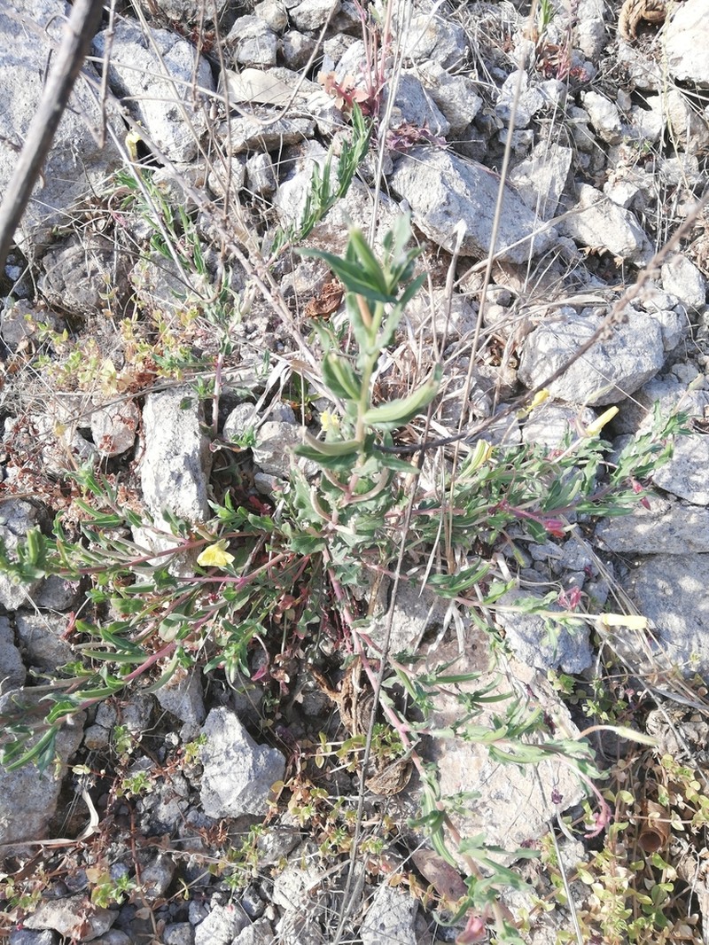 South American Evening Primrose photo 8