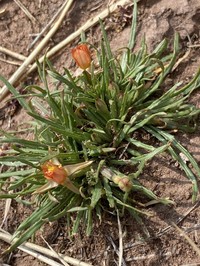 Oenothera punae