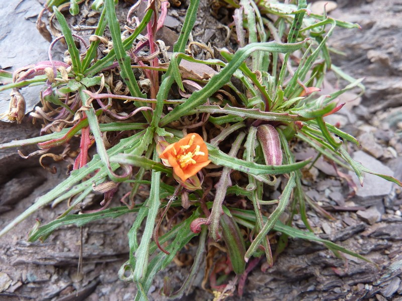 Oenothera punae photo 2