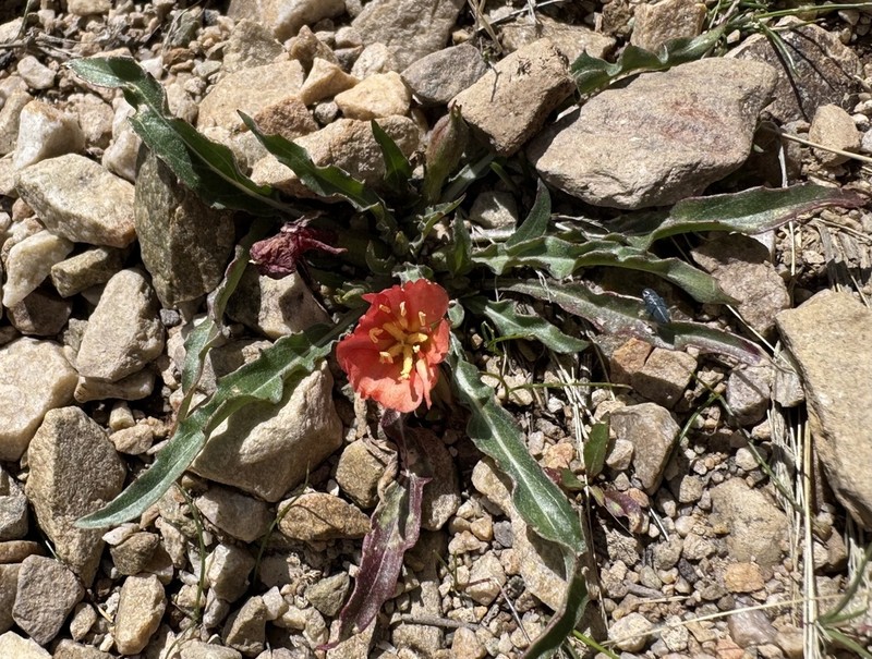 Oenothera punae photo 3