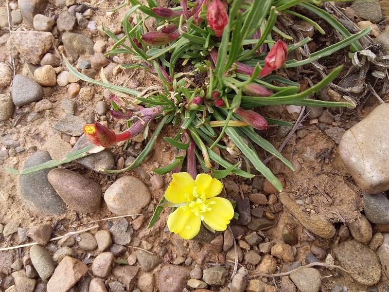 Oenothera punae photo 4