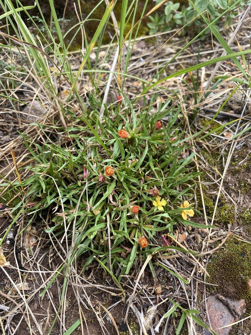 Oenothera punae photo 5