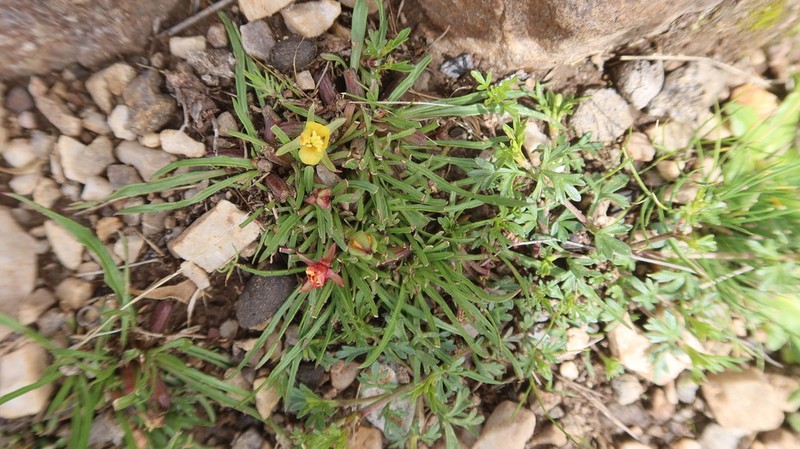 Oenothera punae photo 6