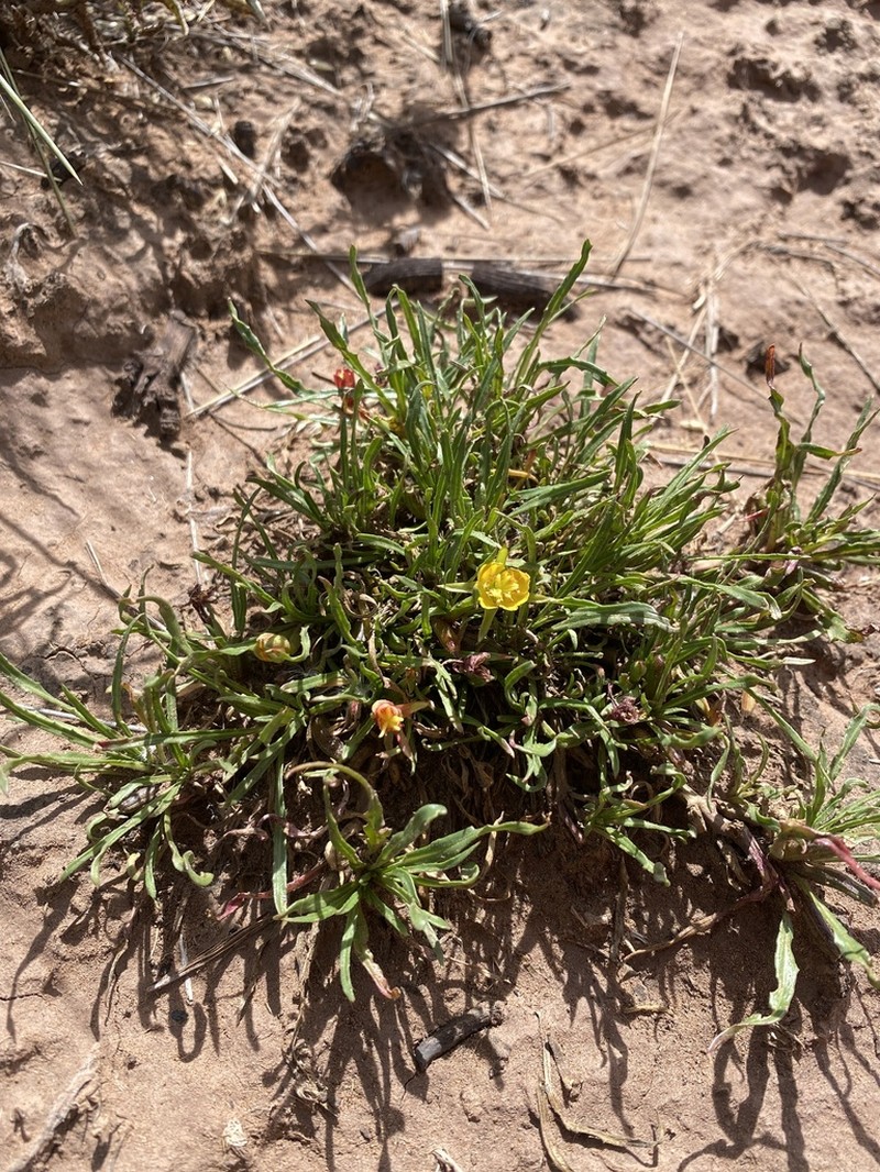 Oenothera punae photo 7