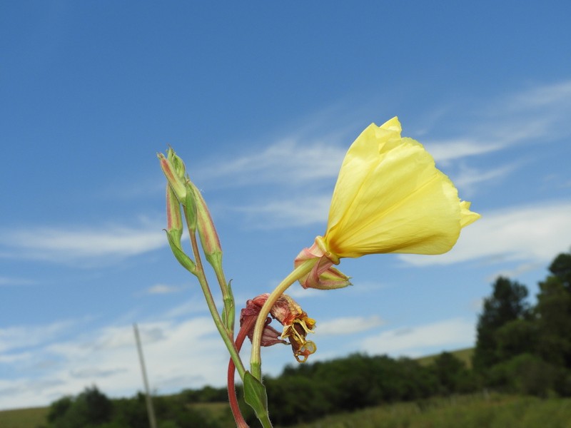 Oenothera ravenii photo 2