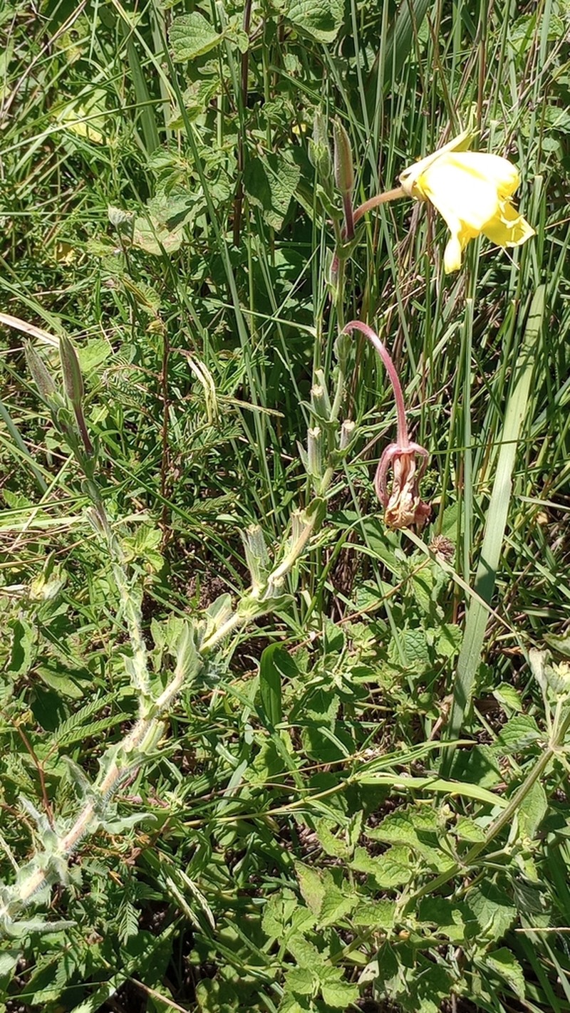 Oenothera ravenii photo 3