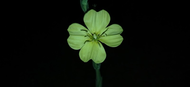 Oenothera ravenii photo 4