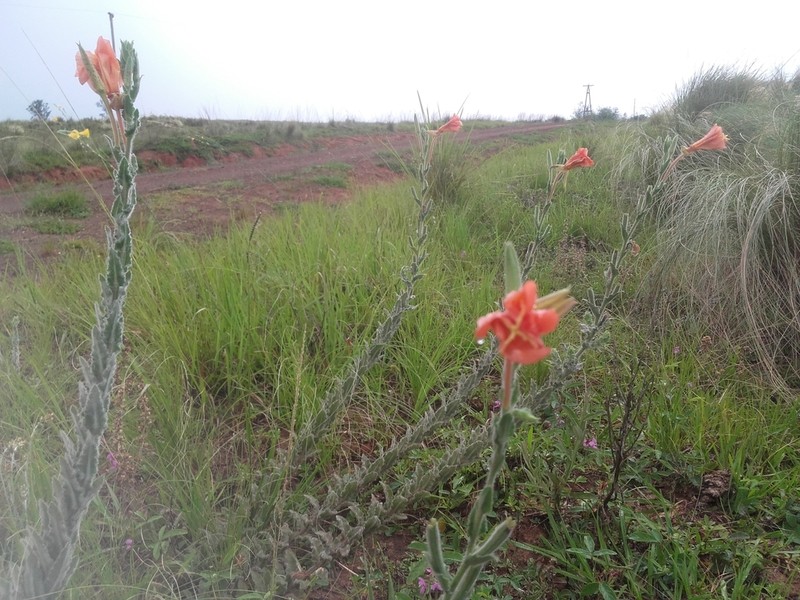 Oenothera ravenii photo 5