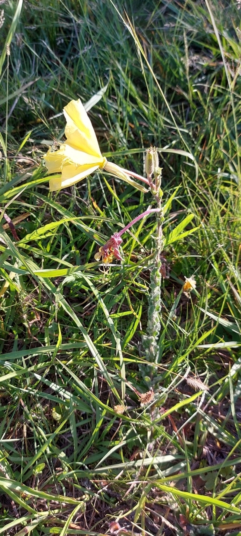 Oenothera ravenii photo 6