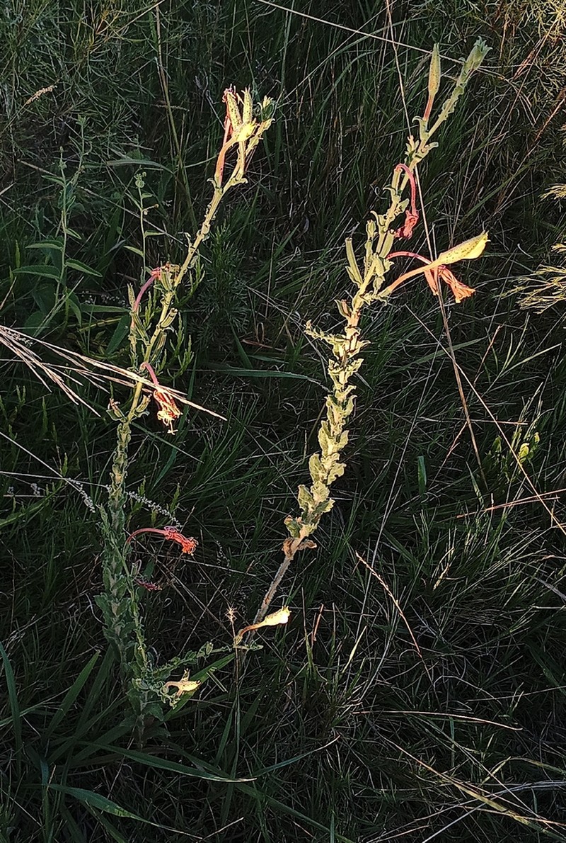 Oenothera ravenii photo 7