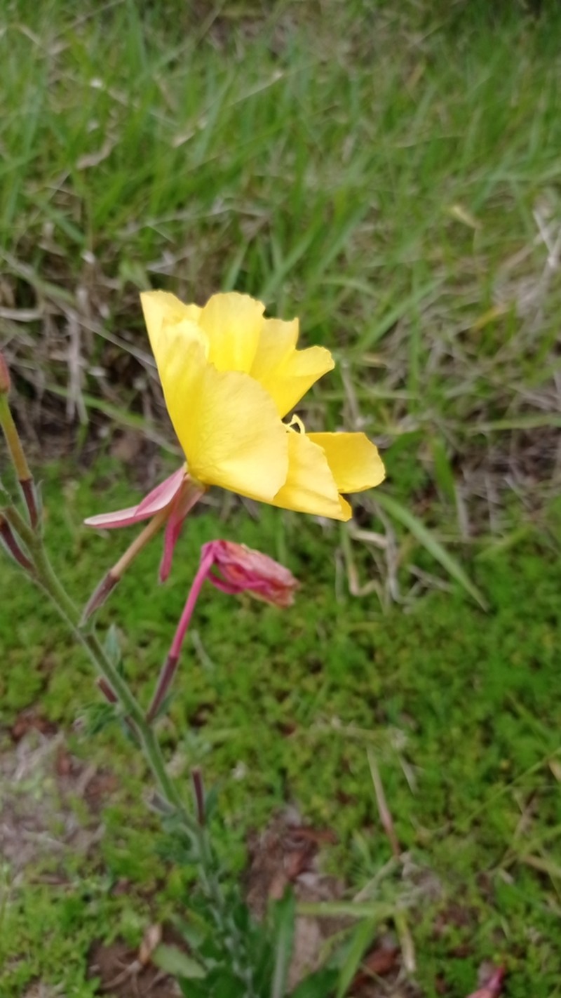 Oenothera ravenii photo 8