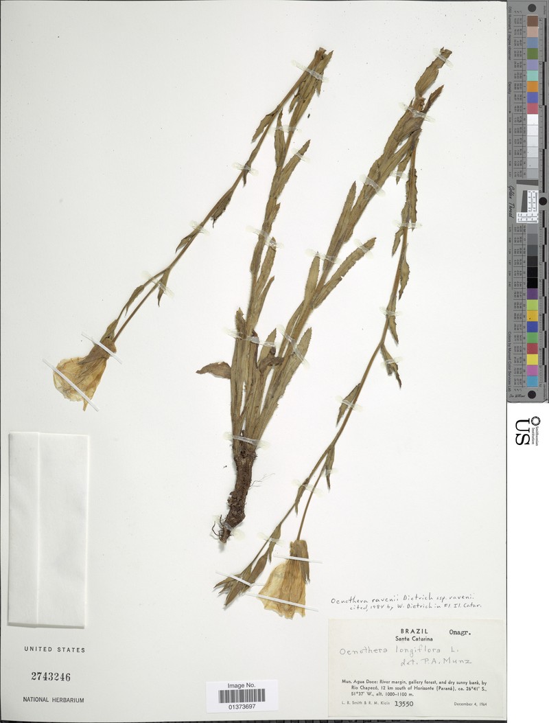 Oenothera ravenii subsp. ravenii