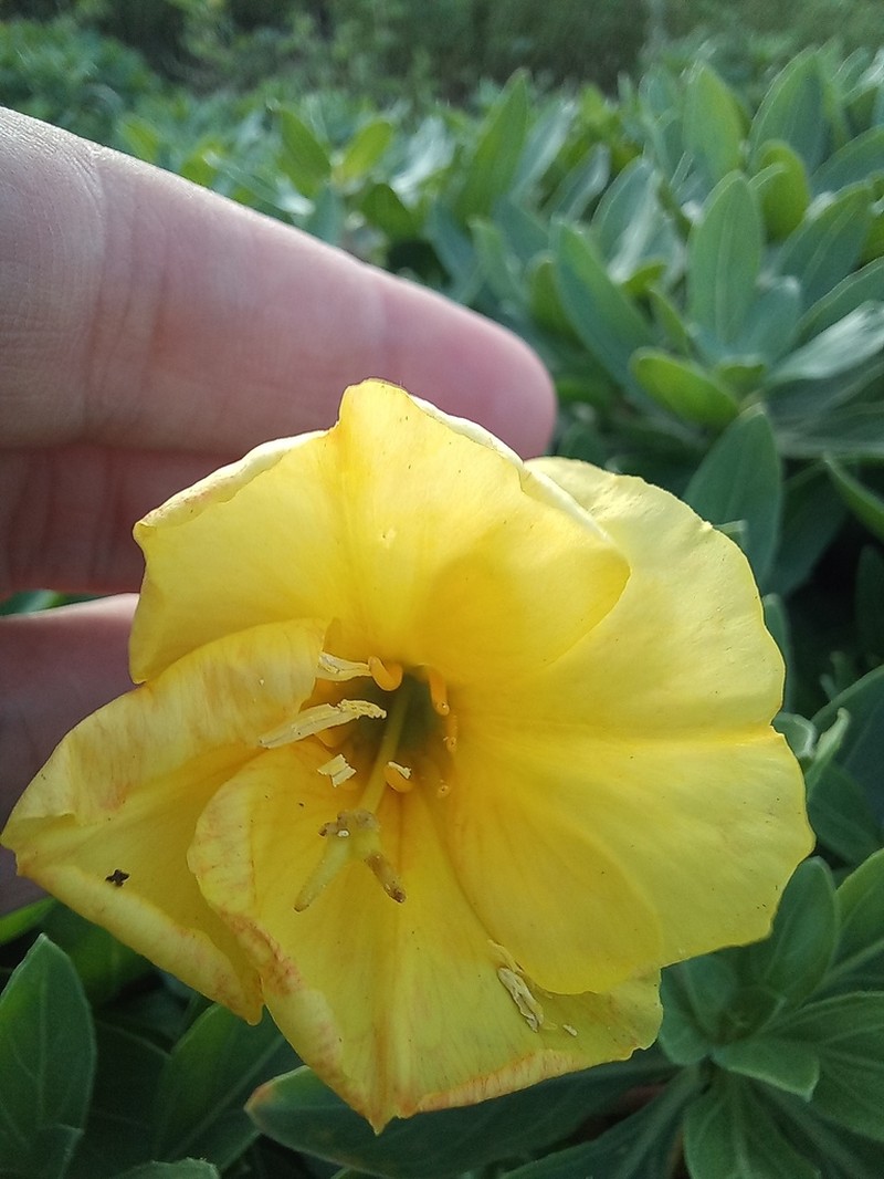 Oenothera resicum