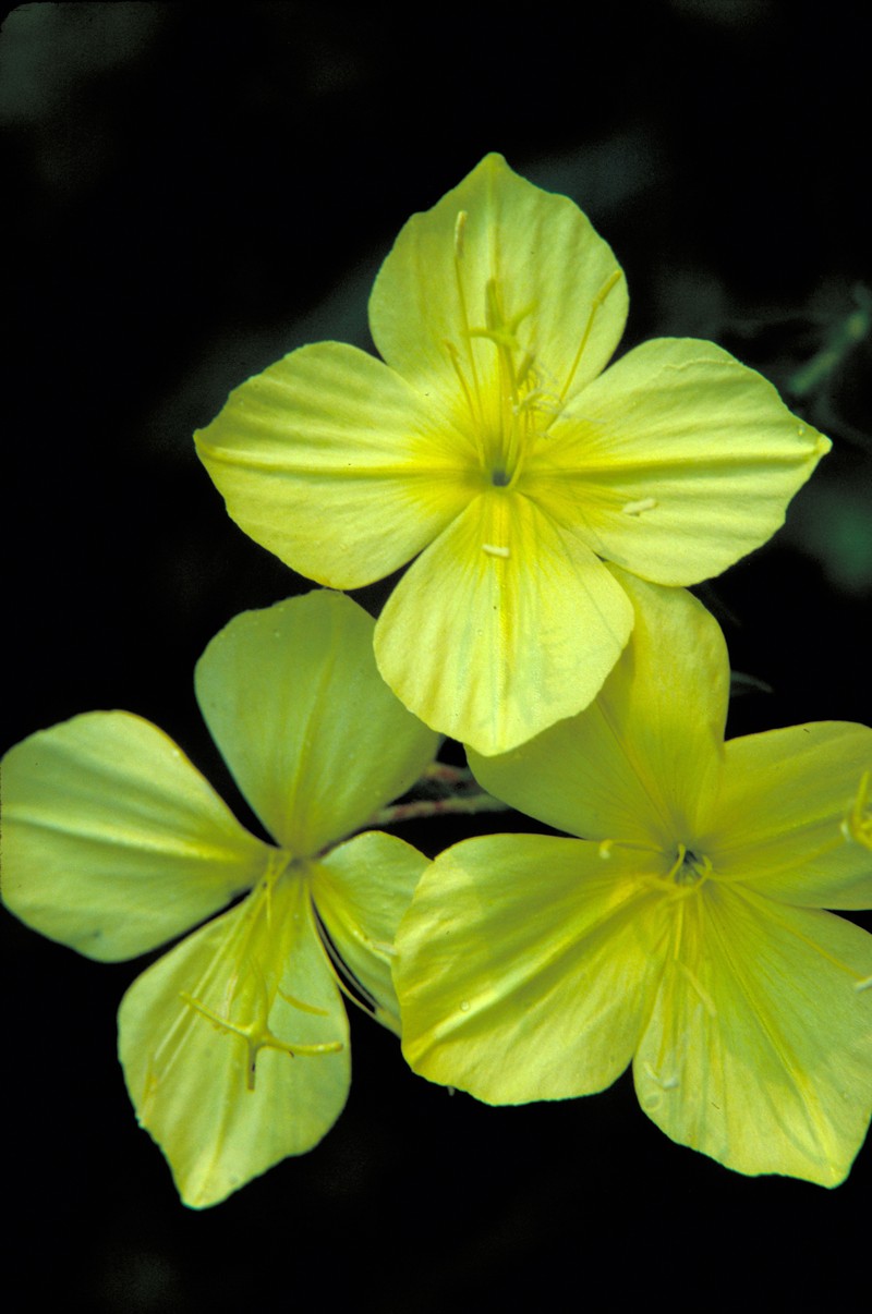Fourpoint Evening Primrose photo 4