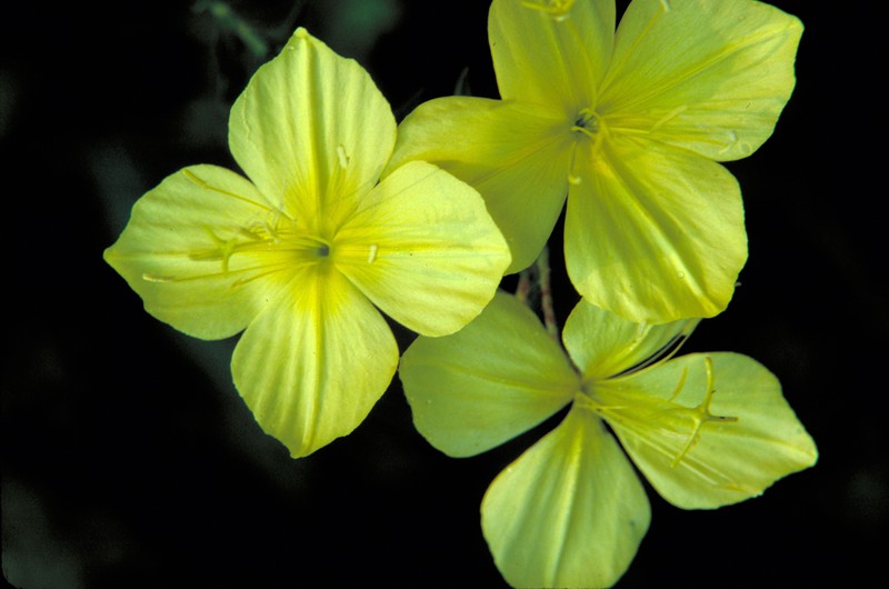 Fourpoint Evening Primrose photo 5