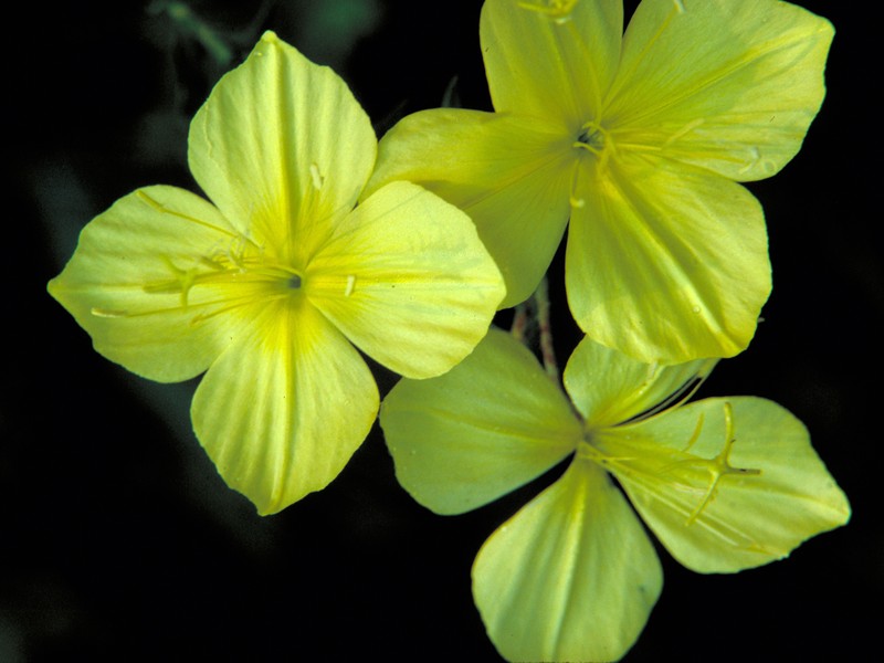 Fourpoint Evening Primrose