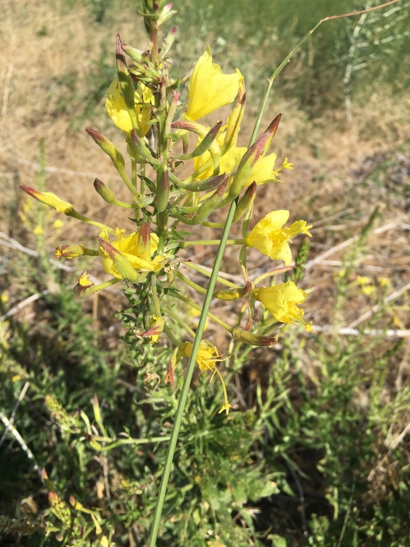 Fourpoint Evening Primrose photo 3
