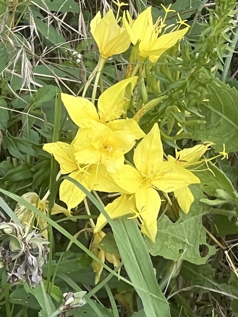 Fourpoint Evening Primrose photo 4