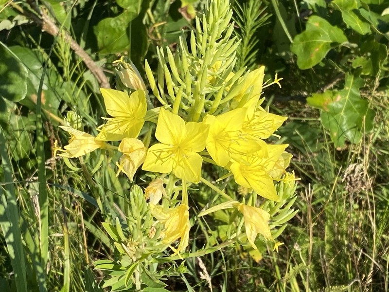 Fourpoint Evening Primrose photo 5