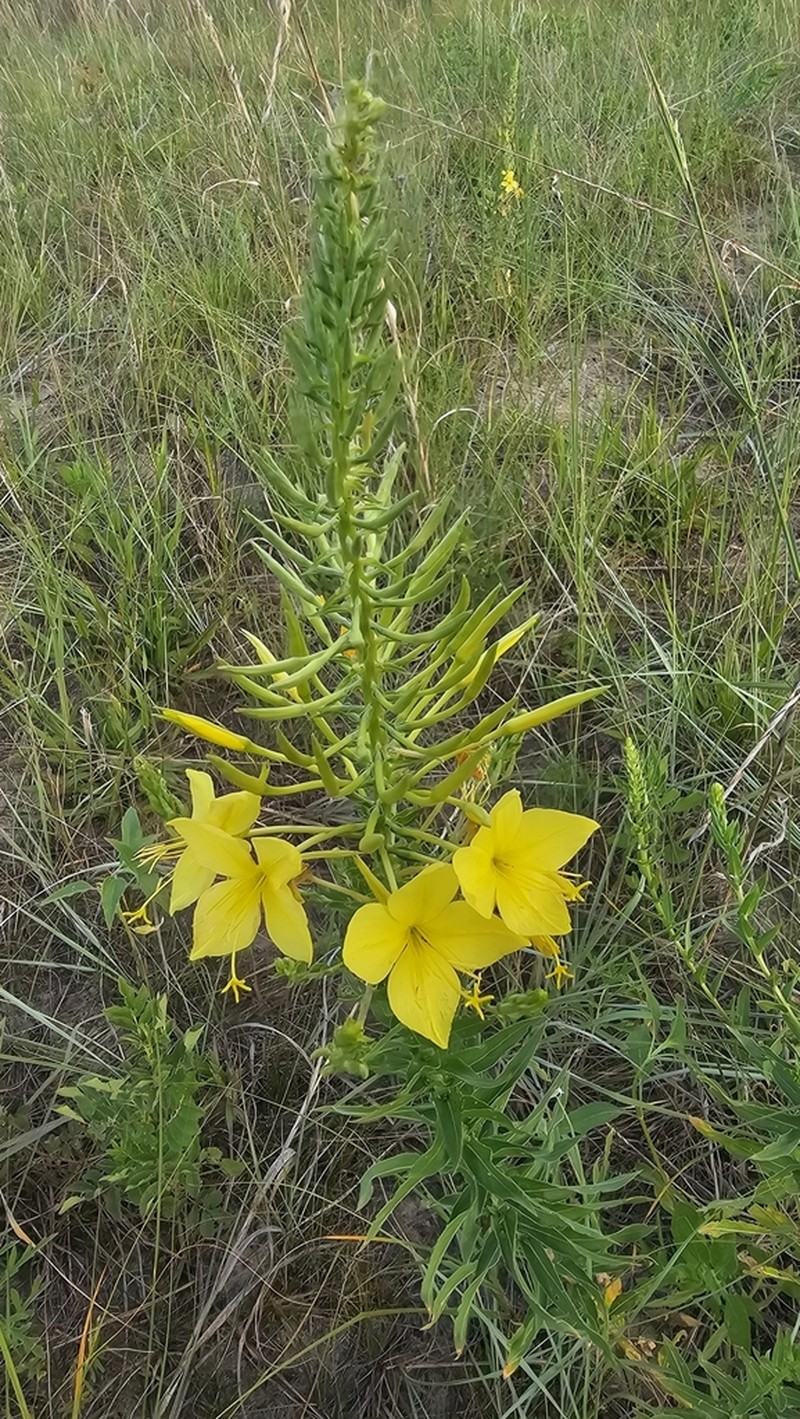 Fourpoint Evening Primrose photo 6